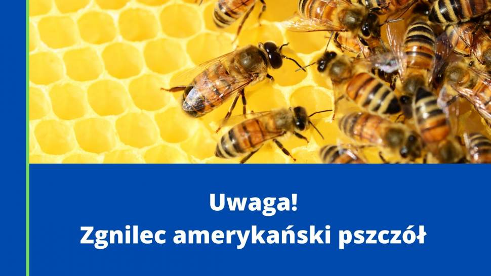Uwaga! Zgnilec amerykański pszczół